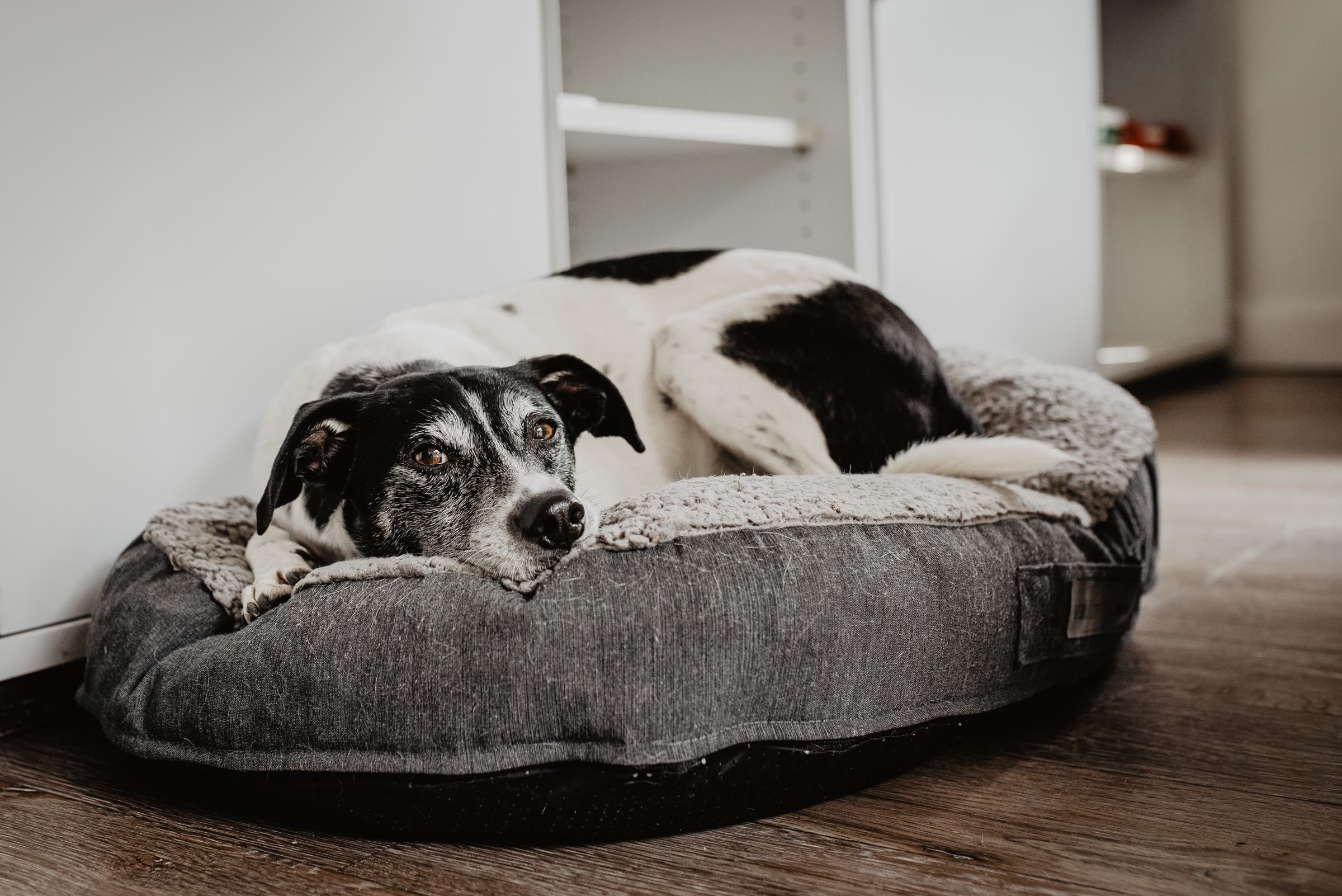 Boneß & Euteneuer, Bürohund auf seinem Kissen