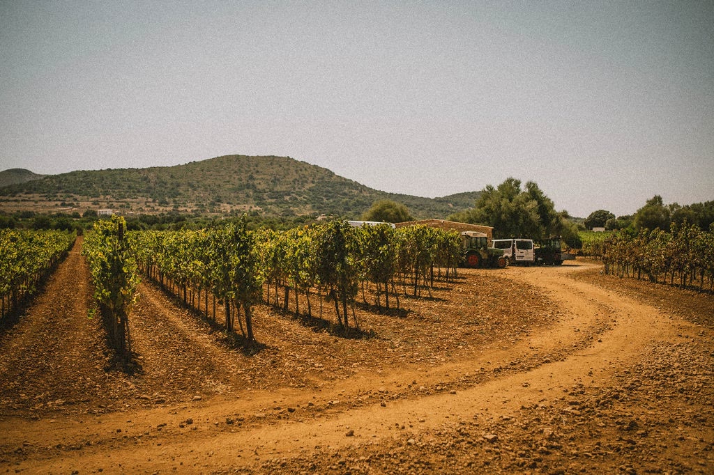 CA’N SORT, Der Weg durch den Weinberg