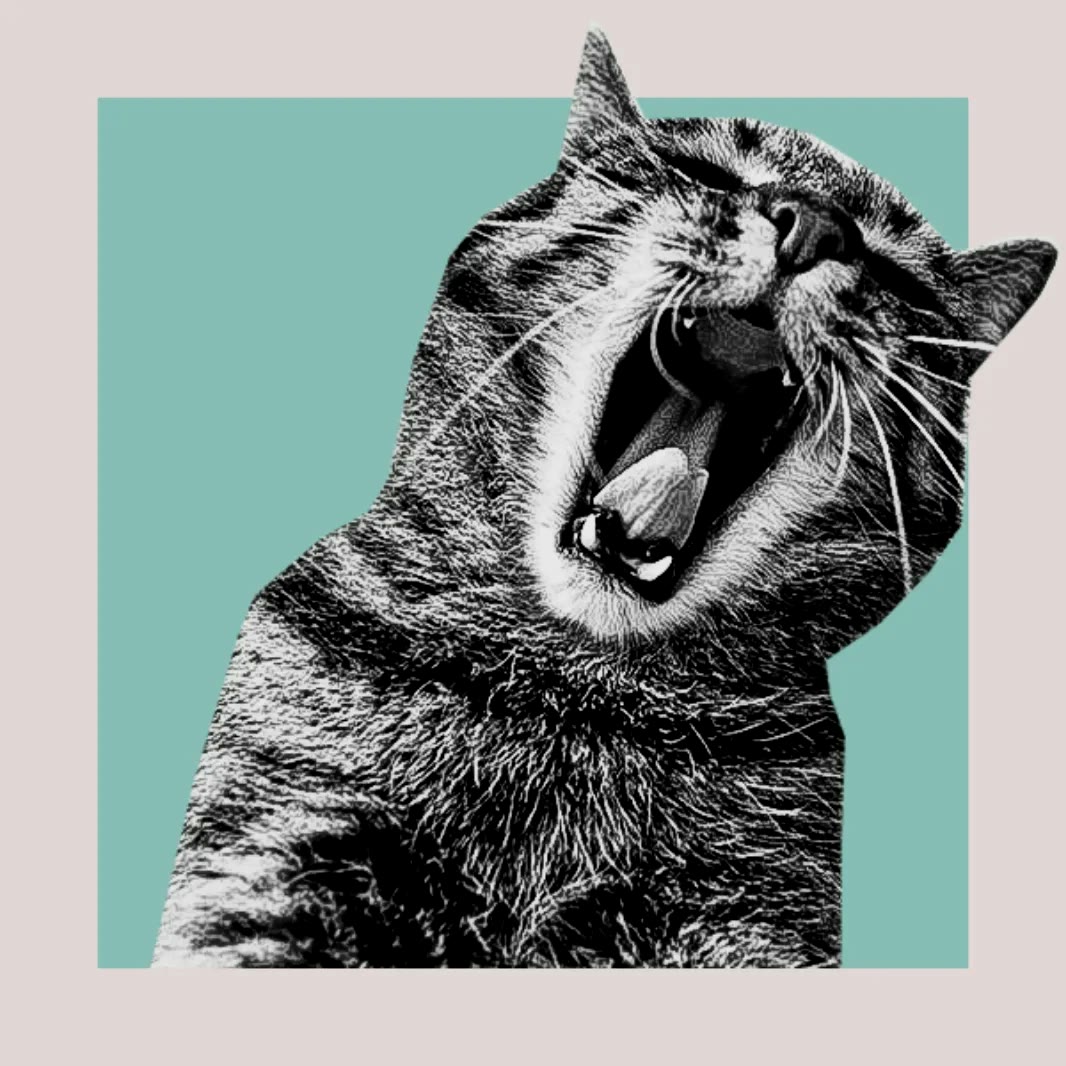 Klang², Social-Motiv mit Katze